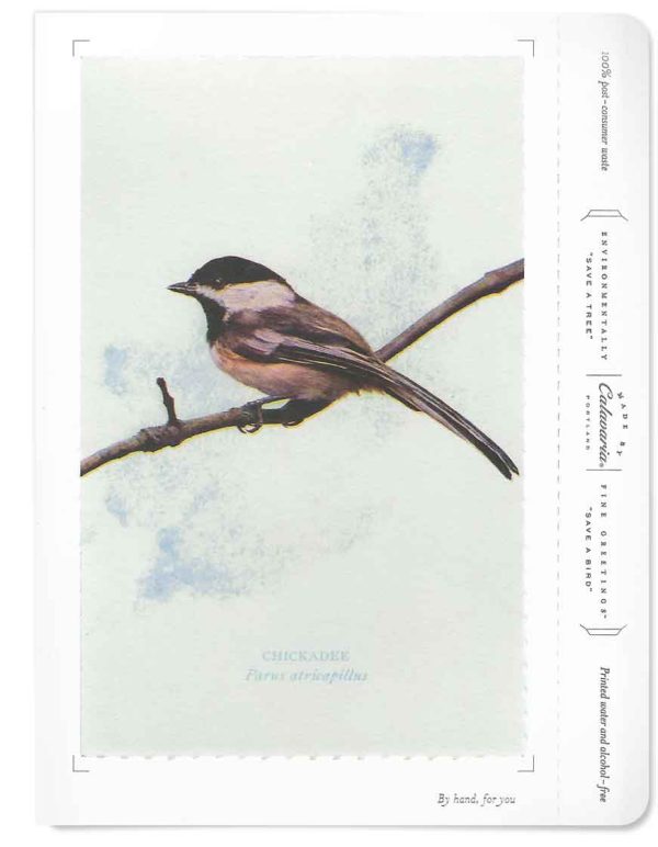Black-Capped Chickadee
