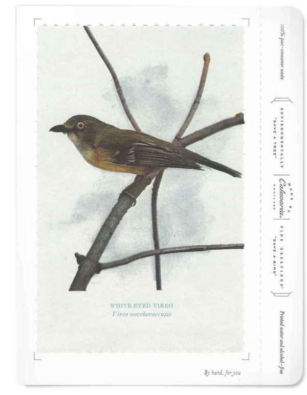 White-Eyed Vireo