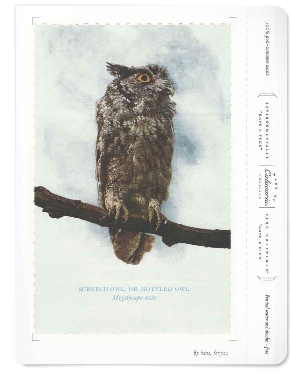 Screech Owl