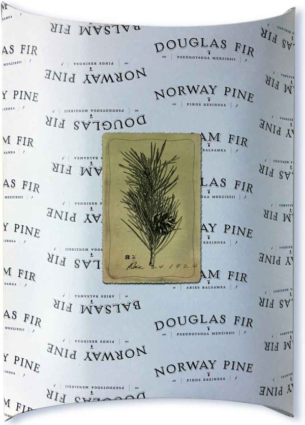 Fir Trees